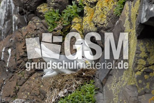 Dreizehenmöve (7 von 10).jpg